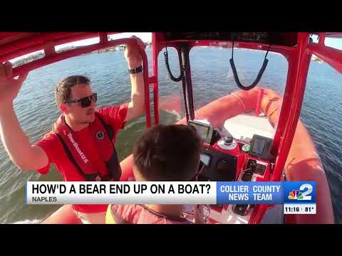 Black bear spotted hanging out on boat in Naples Bay