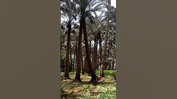 فضيلة #الشيخ محمد محمود #الطبلاوي عليه رحمه الله ماتيسر من #سورة #هود