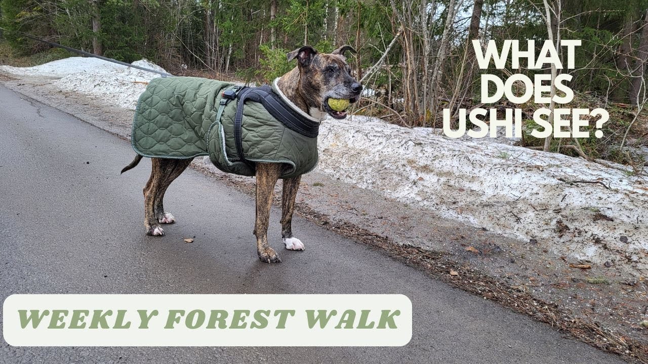 #2 Weekly forest walk with dog Ushi. Still snow deep in the forest. Let's spot the huskies dogs