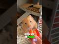 Tiny Snack Backpack 🤣 #hamster #cute #facts #shorts