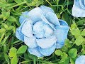 Розы из джинсовой ткани своими руками.How to make denim flowers easy tutorial| Denim flower DIY