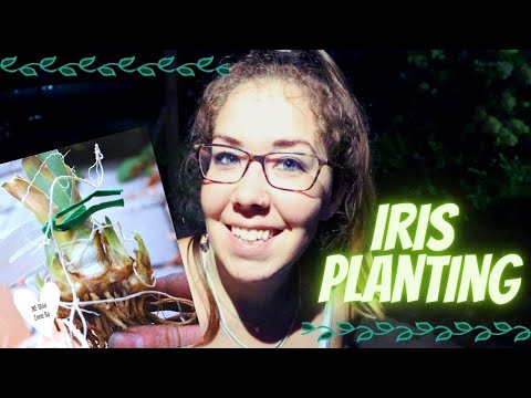 Video: Iris Moeras