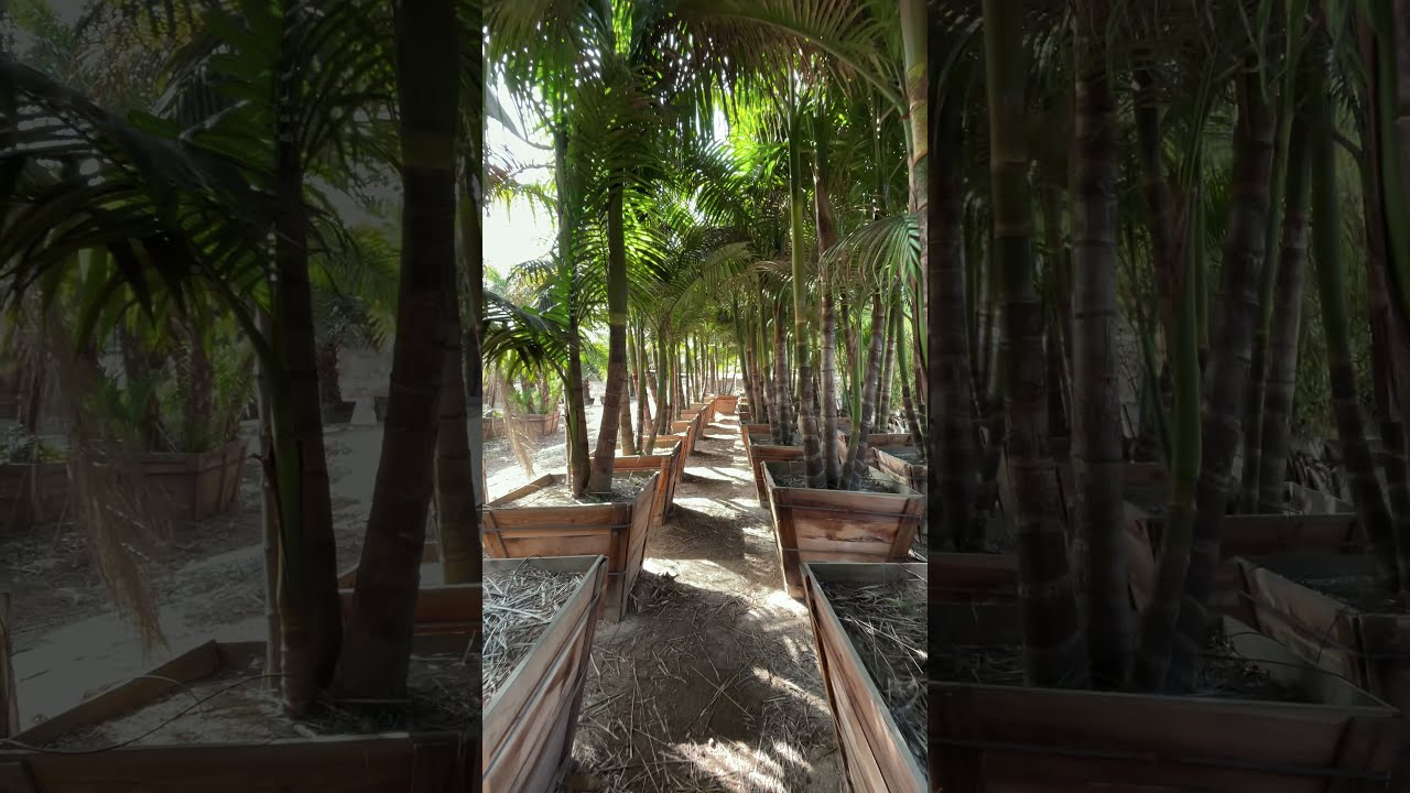 King Palm - Species Detail - Sea Crest Nursery - 