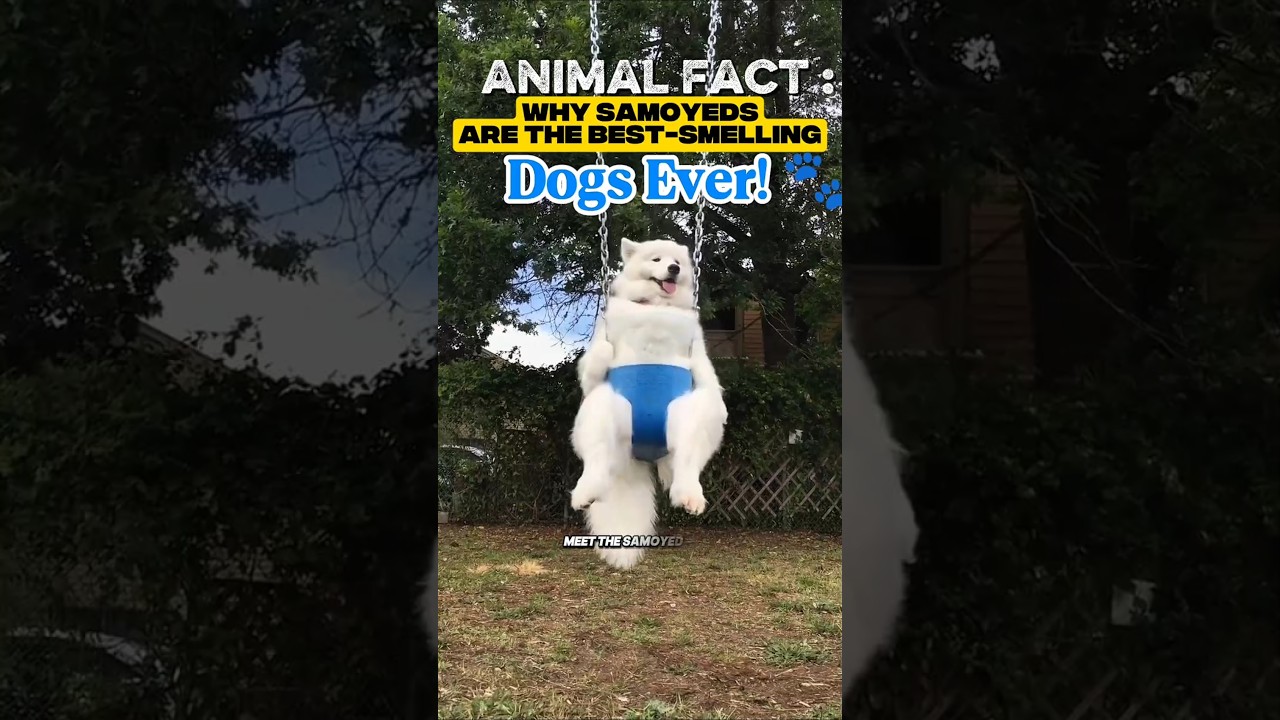 Why Samoyeds Are the Best-Smelling Dogs Ever 🐾 