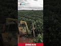 Harvest Trees Faster with This Incredible Farming Machine!