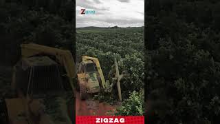 Harvest Trees Faster with This Incredible Farming Machine!