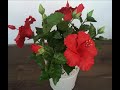 Китайская роза (Гибискус) - уход и выращивание из семян