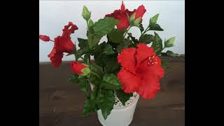 Китайская роза (Гибискус) - уход и выращивание из семян