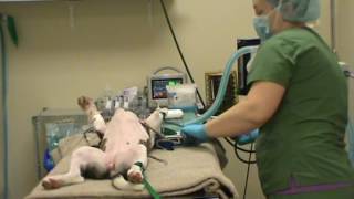 VETT 221 Task 8- Position a Patient for a Common Procedure (Canine Spay)