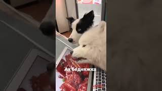 Ах Бедняжка Собака 🐶🐕