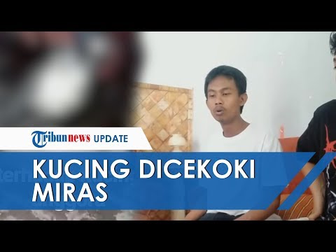 Video: Keracunan Etanol Pada Kucing