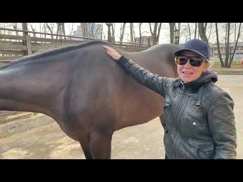 Видео: Как определить, на какую ногу хромает лошадь?