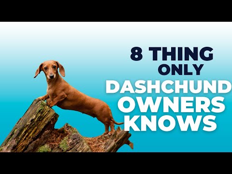 वीडियो: 8% से अधिक Dachshunds का 80% यह दर्दनाक मुद्दा है, लेकिन इसे उनके मालिकों से छिपाएं