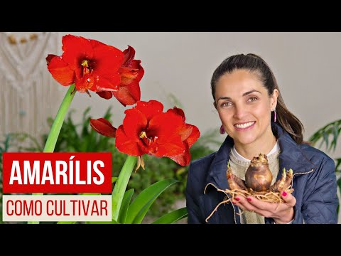 Vídeo: Staking Amaryllis Plants - Dicas sobre suporte para flores de Amaryllis