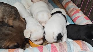 The puppies squeezed together to eat food  and the mother continued to nurse for the health of the