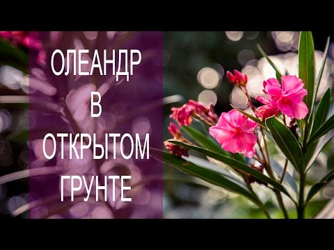 Олеандр