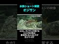 オジサンと呼ばれるヒゲが生えた魚を解説! #水族ショート解説 #水族館 #海水魚