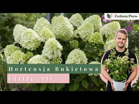 Little Alf Hydrangea - Everything you need to know (Flowers, pruning, care) 🌺