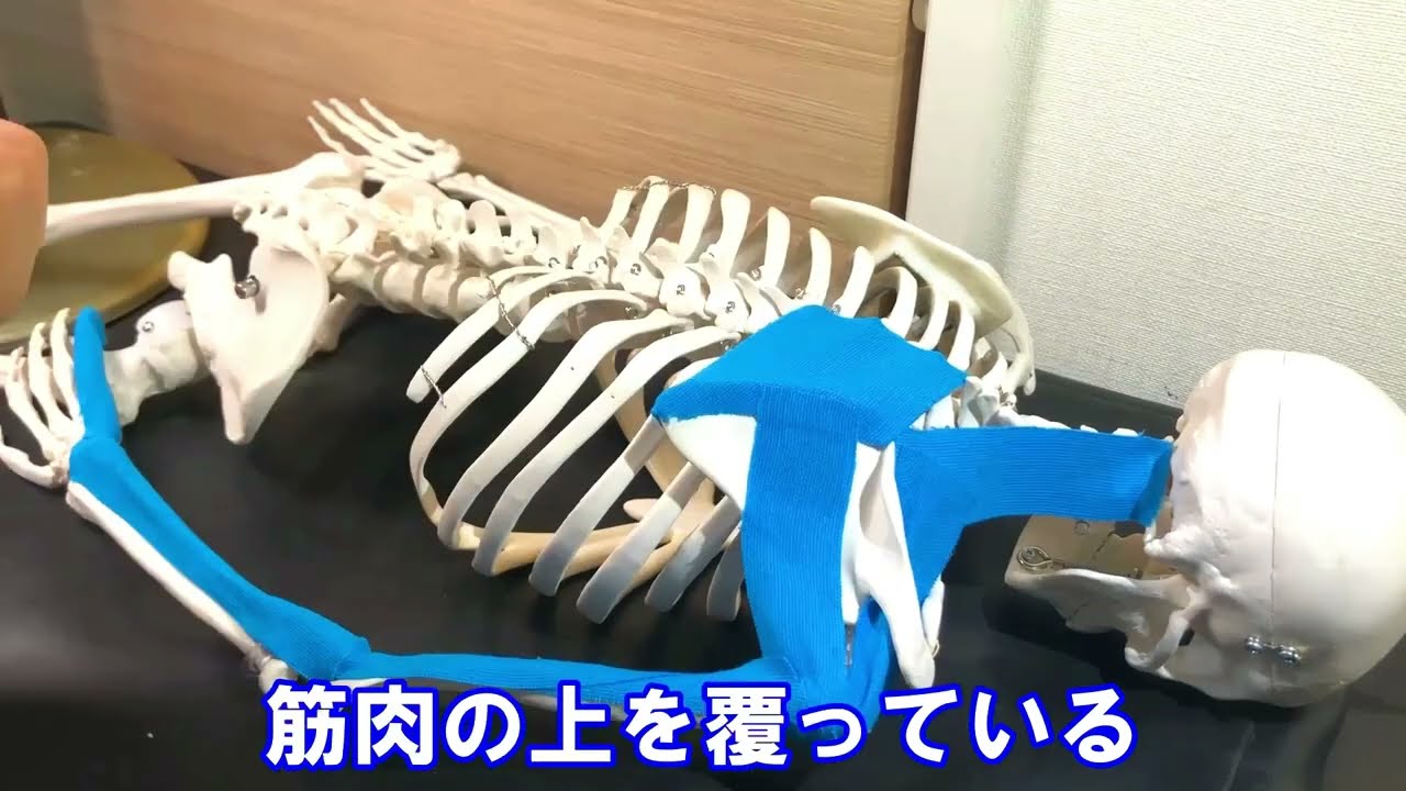 肩〜腕のつながり（背面）