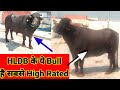 HLDB Murrah 🐂😲Bull (Milk 26kg)🧐👍🏿