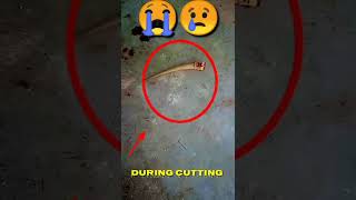 (lizard) gecko tail regeneration time lapse #shorts