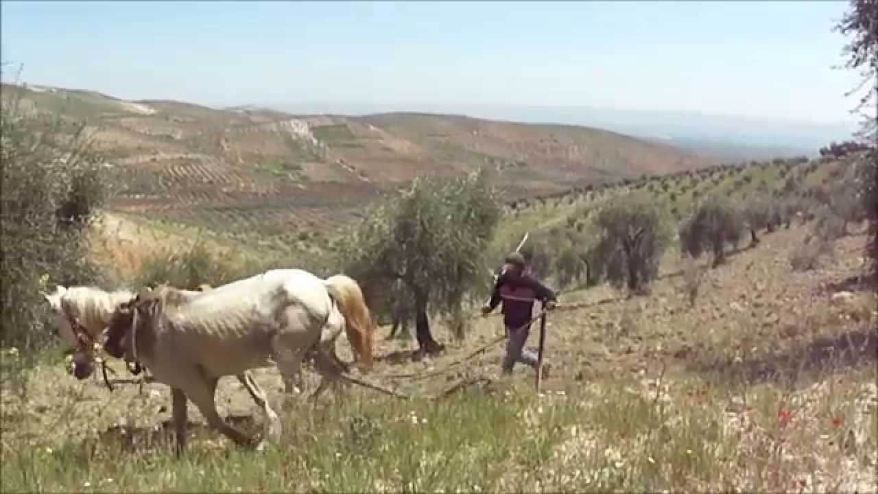 Video Efrin 2013 Miske فيديو من سحر طبيعة كورداغ علي تجو وكلمات من ذهب لاجل تراب عفرين