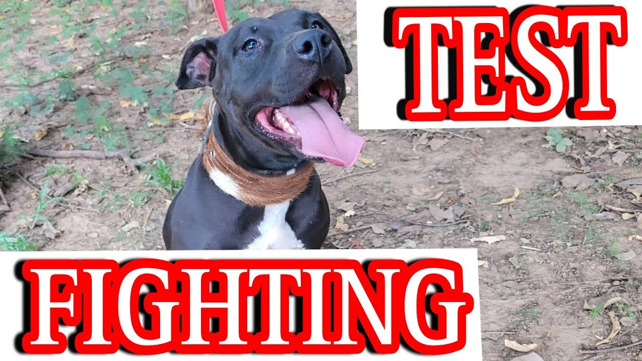 The Fighting Dogs test - fighting pitbull test #dogfighting #gamedogs #pitbulls