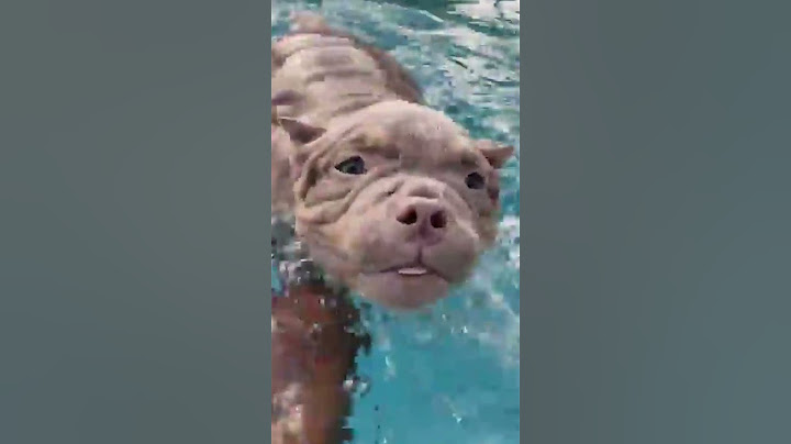 Adorable Puppy Learns to Swim!
