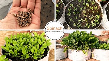 How to grow Spinach/Palak at home | Organically | From Seed to Harvest
