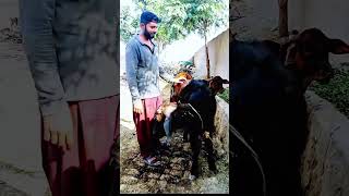 Cleaning my Fortuner #shorts #shortvideo #funny #entertainment #comedy