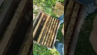 A Wall of Bees 🐝 #beekeeping #HappyBee China #Beekeeping #HoneyHarvest #HoneyBee #Shorts
