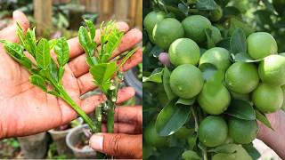 Multiply Lemon Trees Fast  This Secret Method Works 100 no Experience Needed