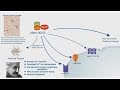Alzheimer's Disease: APP Processing & Amyloid Plaque Formation