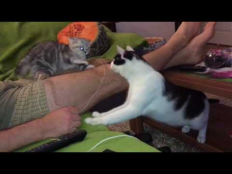 Video: Proč Kočka Syčí