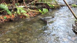 Coho Salmon Spawning, Washington [Autumn 2013]