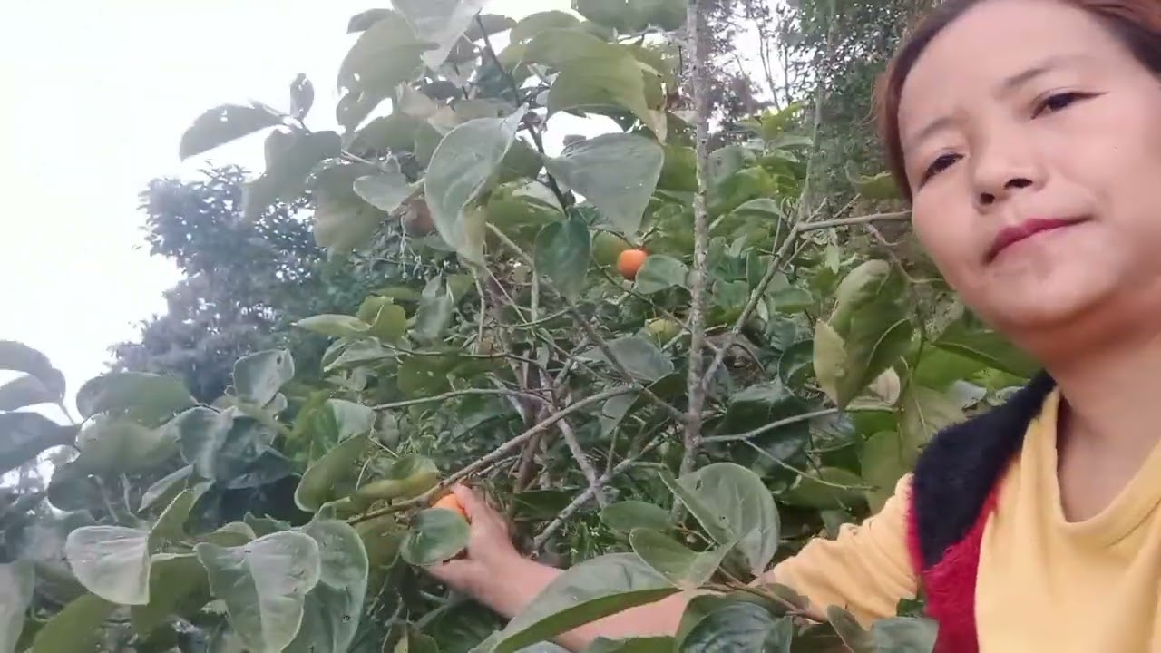 Harvesting persimmon fruits. 2025