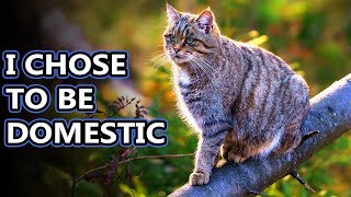 Wildcat facts: they're basically wild house cats | Animal Fact Files