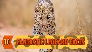 10 Fantastic Leopard Facts