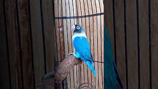 Lovebird Biru Mangsi Jantan | Burung Lovebird Jantan Dewasa