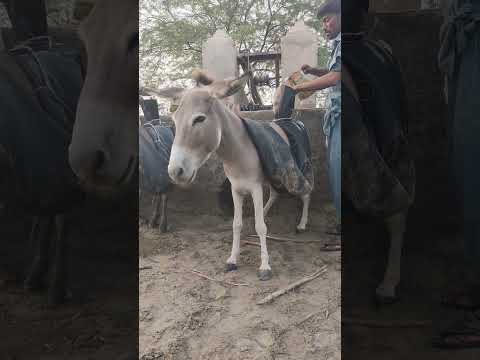 في الصحراء يقف الحمار بجانب البئر حاملا عبء الماء