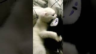 relax to purring cat asmr sound | cure sleep anxiet insomnia purringcat catmusic catlover