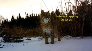 Bobcat Trapping 202223