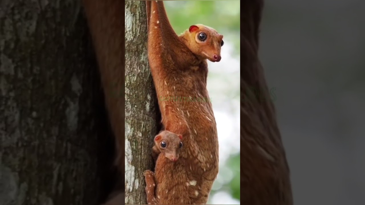 colugo
