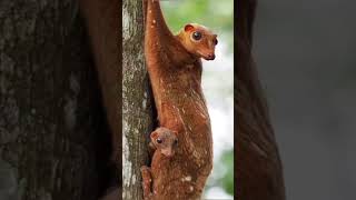 colugo#youtubeshorts #viralshort #animalfacts