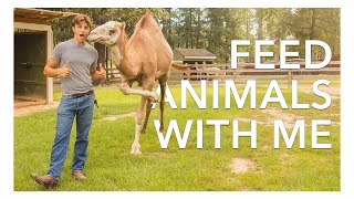 Evening Feed at the Animal Sanctuary