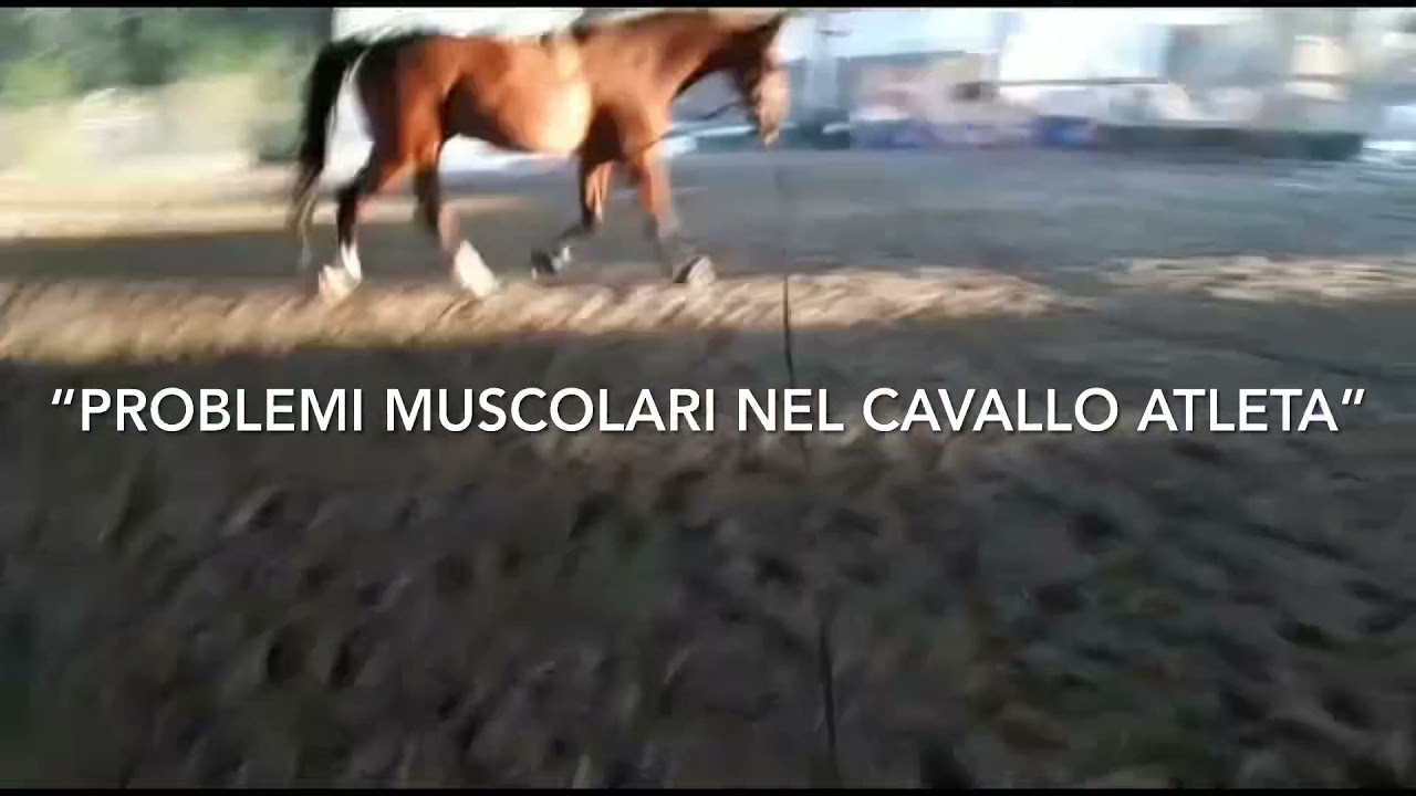 Problemi muscolari nel cavallo: mioglobinuria o tying up