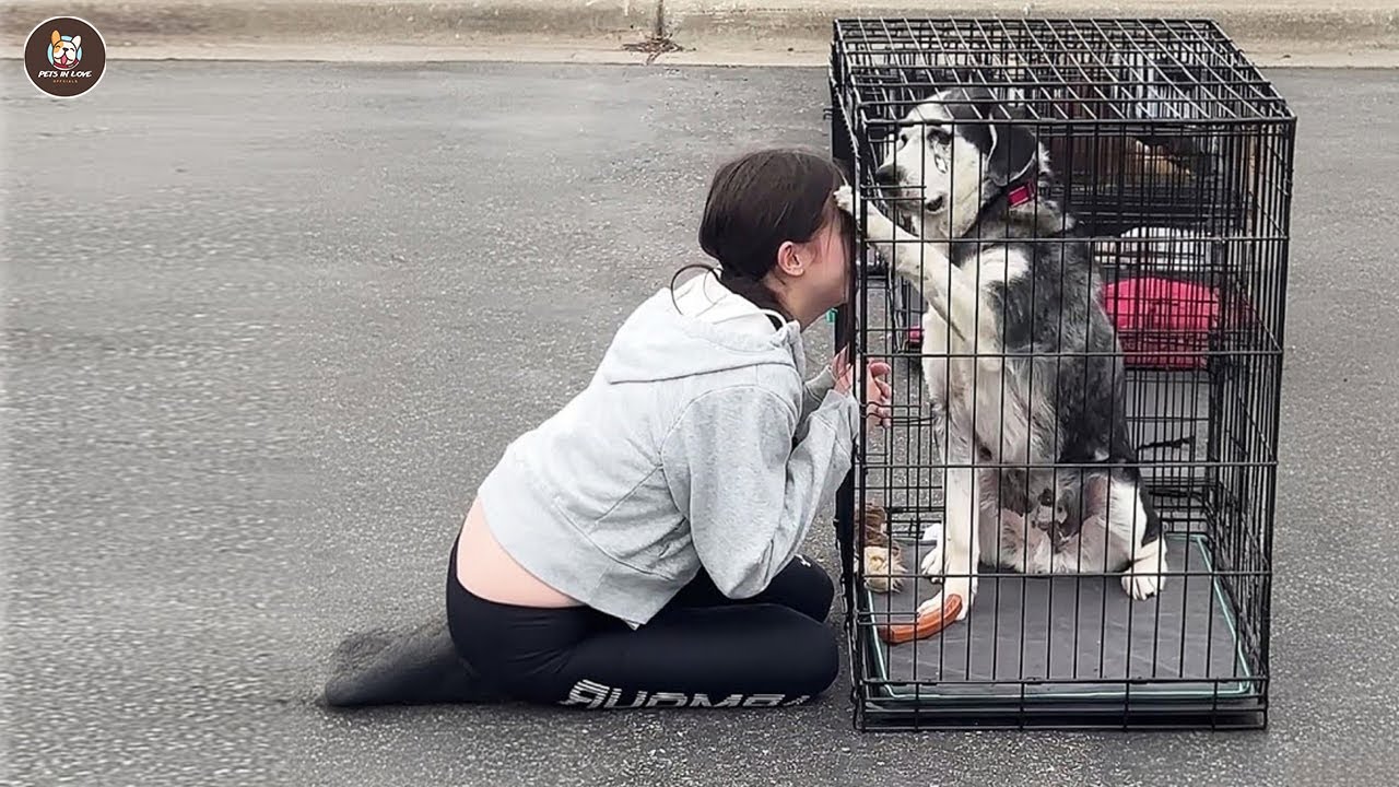 Старый и проданный, бедный пес молча плакал, когда его снова полюбили.