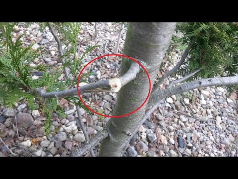 Abgebrochenen Ast vom Baum retten – Zweig Abgebochen – Was tun ? Erste Hilfe Anleitung