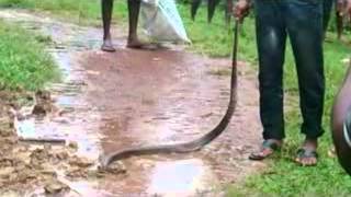 Cobra