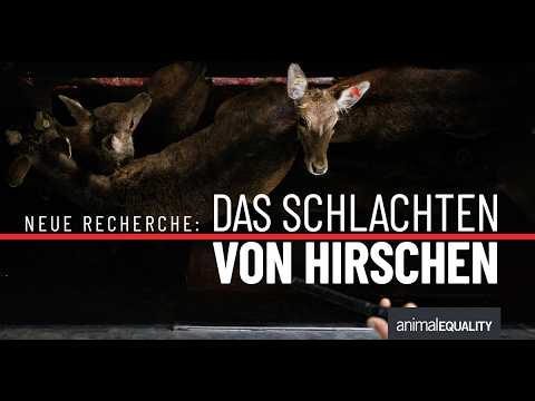 New Investigation: The Slaughter of Deer
